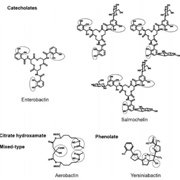 Figure 3 : Structure chimique des sidérophores synthétisés par certaines souches d’E. coli  pathogènes ,  soit l’entérobactine, les trois formes des salmochélines (MGE, DGE et TGE), 