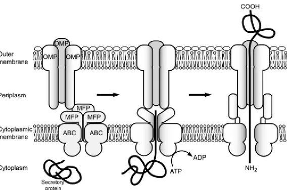 Figure 4 : Schéma de l’export d’une protéine par le système de sécrétion de type 1 (Linhartova et  al., 2010) 