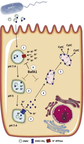 Figure 8 : Endocytose de la toxine EhxA et l’induction de l’apoptose par celle-ci .  (Bielaszewska et  al., 2013)