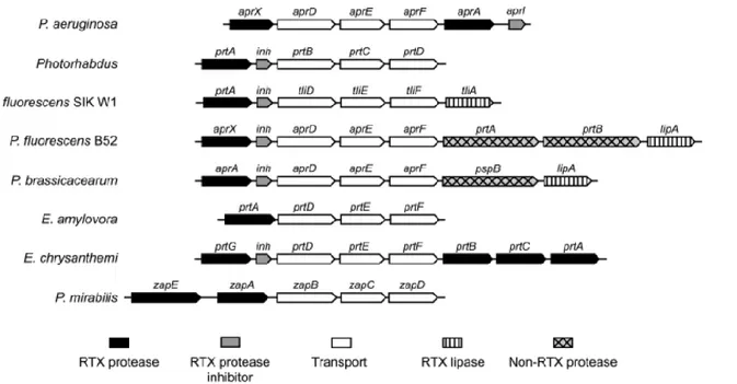 Figure 10 : Organisation génétique des protéases de la famille des protéines RTX (Linhartova et  al., 2010).
