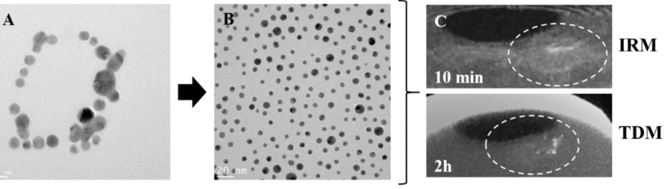 Figure 4. Image de MET des NPs d’or produites par ablation laser dans une solution contenant de 3,3 mM de  NaOH,  en  utilisant  un  laser  nanoseconde  de  1064  nm  (échelle:  5  nm)  (A)
