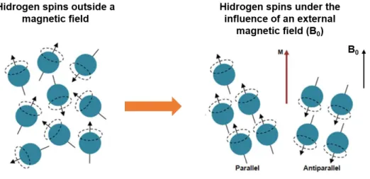 Figure 3.6 Illustration of the influence of an external magnetic field (B 0 ) on the rotational axes of the  1 H protons