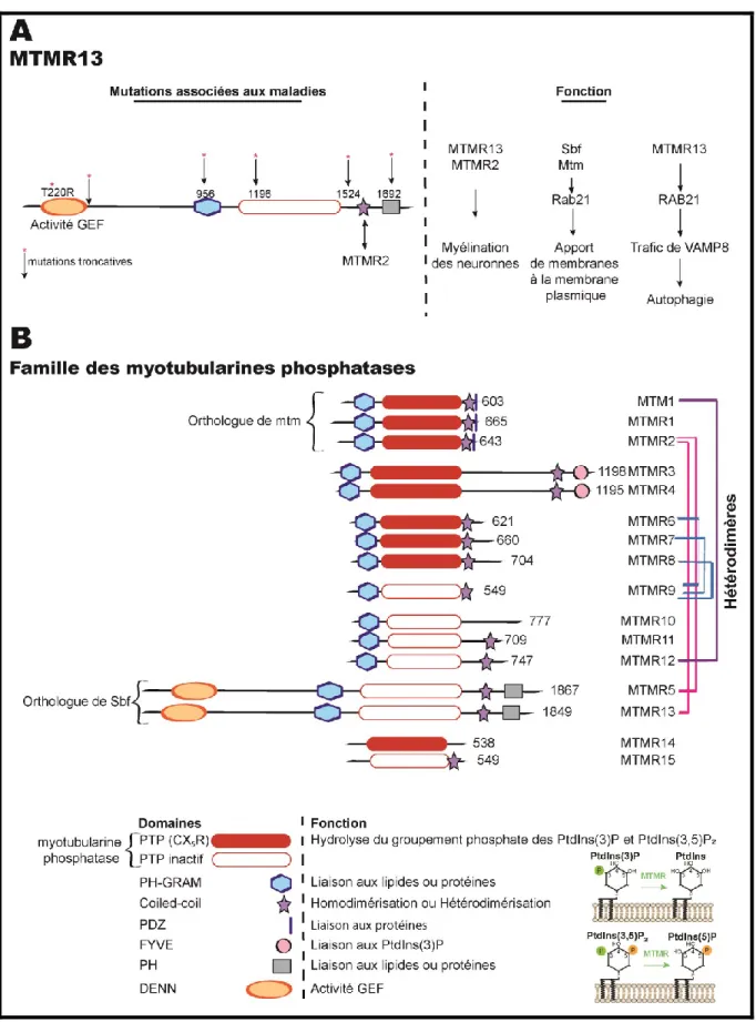 Figure 5- La famille des myotubularines phosphatases 