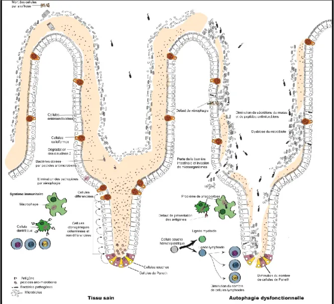 Figure 6- Fonctions de l’autophagie dans le maintien de l’homéostasie intestinale  L’épithélium intestinal des mammifères est composé de cellules souches au fond des cryptes et de  cellules différenciées au niveau des villosités