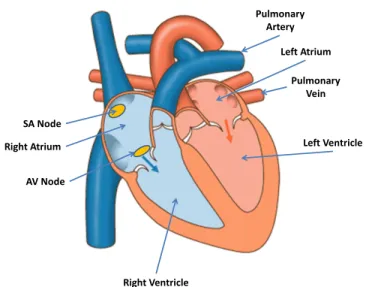 Figure 2.1 – Electrical conduction system of the heart. Two main pumps are illustrated with their atria and ventricles