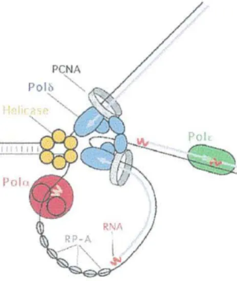 Figure 2: Modèle de la fourche de réplication  de !'ADN comprenant un dimère de la pol-ô