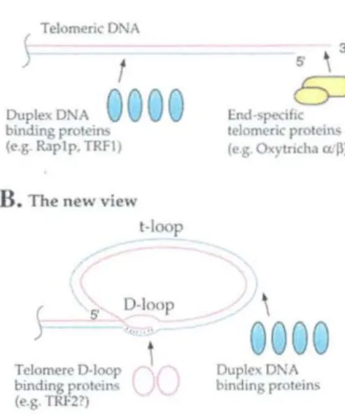 Figure 3: La structure du t-loop. La nouvelle  vision de la structure du télomère 