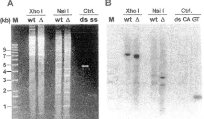 FIG.  1.  Nondenaturing  in-gel  hybridization  technique  to  detect  single-stranded  TG1_3  DNA