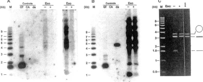 FIG.  4.  The single-stranded TG 1 _3  DNAs detected on  telomeres of  tlcl  t&gt;  cells are TG 1_ 3 tails