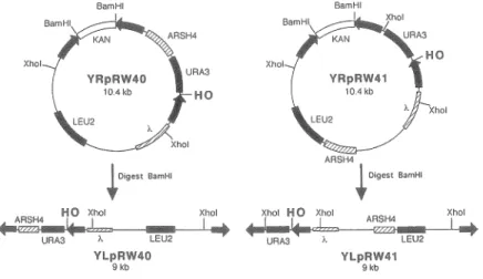 Figure 1. Structure of the plasmids used. Only relevant restriction sites are indicated