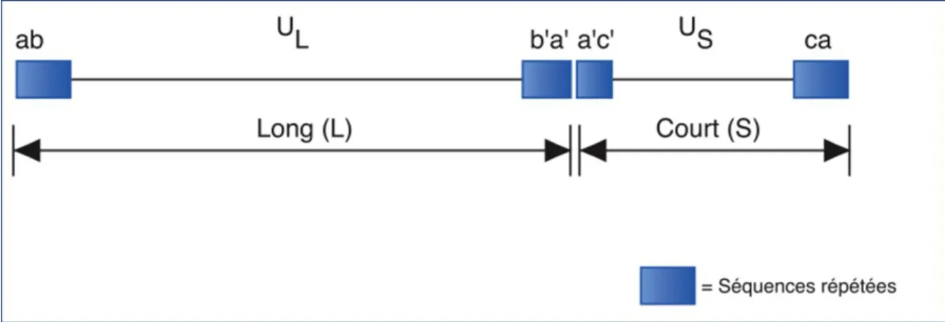 Figure  2 :  Organisation  génomique  de  l’ADN  du  VHS-1.  Schéma  illustrant  l‟organisation  du  génome  viral  du  VHS-1