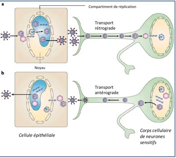 Figure 4: Neurotropisme du VHS-1. a) L‟infection de cellules épithéliales se traduit par une réplication  productive du VHS-1