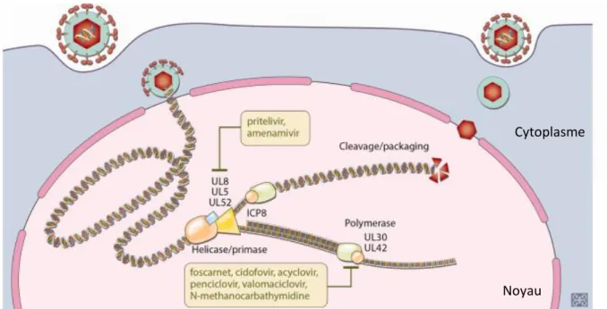 Figure 5 : Antiviraux ciblant la synthèse de l’ADN viral au cours du cycle de réplication du VHS-1