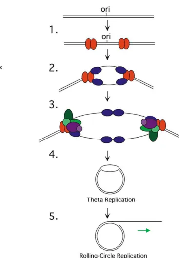 Figure  6 : Modèle de réplication de l’ADN du  VHS-1. 1)  La  protéine  UL9  va  se  lier  à  une  origine  de  réplication  (OriL  ou  OriS)  puis  initier  le  désappariement  de  l‟ADN  double  brin