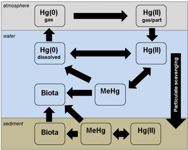 Figure 1. A simplified biogeochemical cycle of Hg.  Adapted from (Fitzgerald et al., 2007)