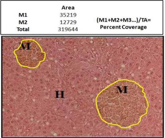 Figure  4.  An  example  of  how  melano-macrophage  percent  coverage  was  determined  for  a  microscopic  field  of  view  of  a  yelloweye  rockfish  liver  section  (H&amp;E,  100X)