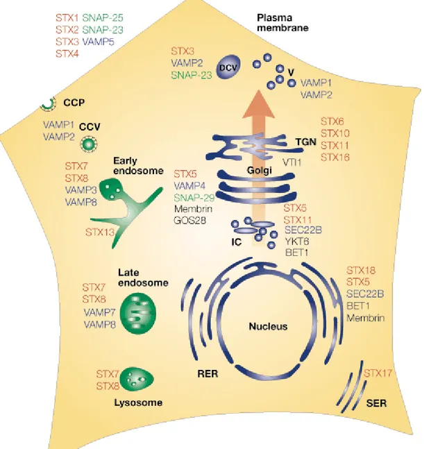 Figure 2 : Distribution des SNAREs sur les différents compartiments endosomales. 