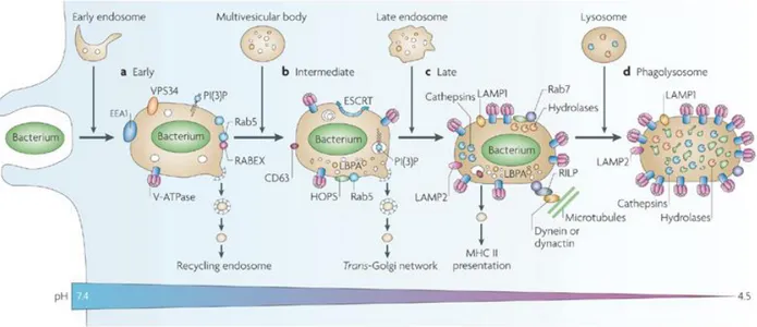 Figure 3 : Phagocytose d’un pathogène. 