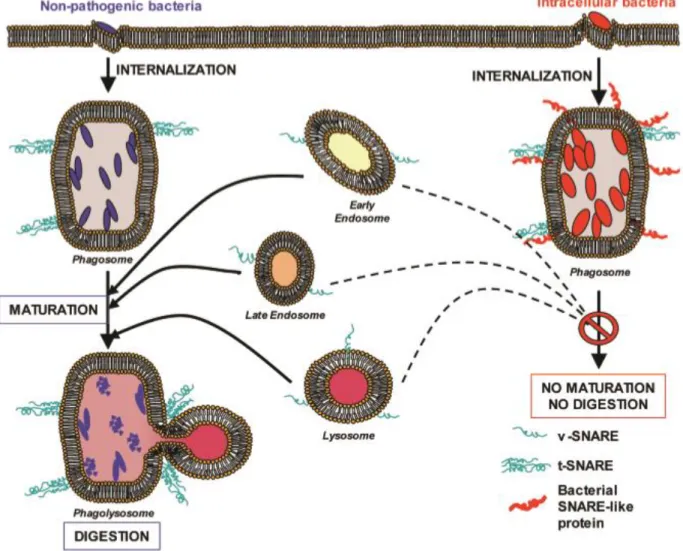 Figure 4 : L’impact de l’inhibition de SNAREs sur la phagocytose  