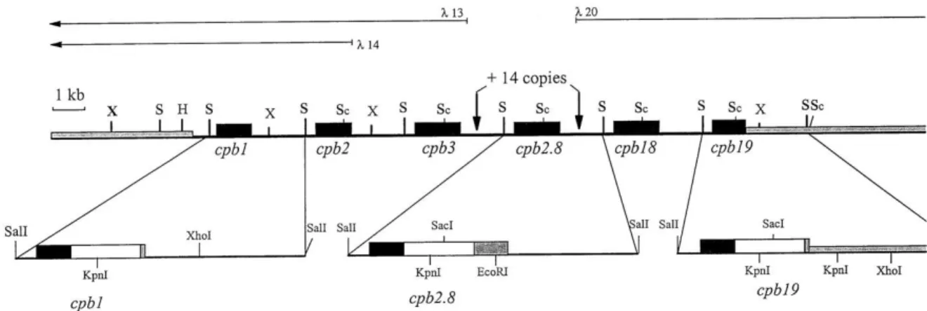 Figure 8 : Organisation génomique de CPB chez L. mexicana (Mottram et al, 1997) 