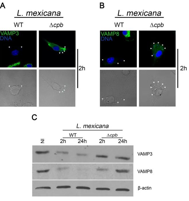 Figure 1. Down-modulation of VAMP3 and VAMP8 by L. mexicana. BMM were infected with  serum-opsonized  stationary  phase  L