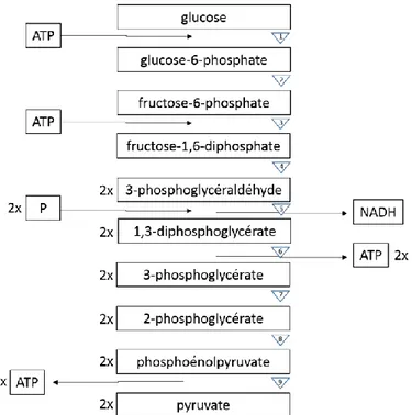 Figure  1  Schématisation  de  la  glycolyse.  ATP  :  Adénosine  triphosphate,  NADH  :  nicotinamide  adénine  dinucléotides,  P  :  phosphate  inorganique,  1  :  hexokinase, 2 : glucose-6-phosphate isomérase, 3 : phosphofructokinase-1,  4  :  fructose-