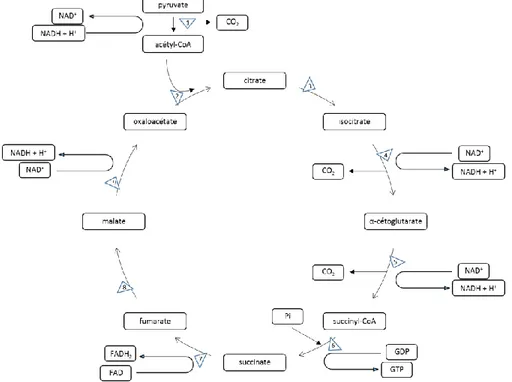 Figure 2 Schématisation du cycle de Krebs ou cycle de l’acide citrique. NADH : nicotinamide  adénine  dinucléotide  réduite,  NAD +   :    nicotinamide  adénine  dinucléotide  oxydée,  Pi  :  phosphate  inorganique,  FADH 2   :  flavine  adénine  dinucléot
