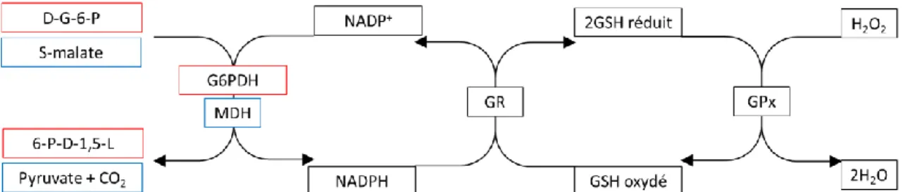 Figure  5  Cycle  du  GSH.  D-G-6-P  :  D-glucose-6-phosphate,  6-P-D-1,5-L  :  6-phospho-D- 6-phospho-D-glucono-1,5-lactone, G6PDH : glucose-6-phosphate déshydrogénase, MDH :  malate  déshydrogénase,  NADP +   :  nicotinamide  adénine  dinucléotide  phosp