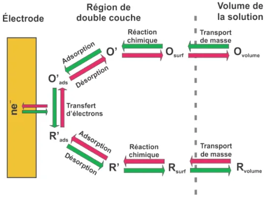 Figure 2.2 :  Schéma  représentant  les  différentes  étapes  d'une  réaction  d'oxydation/réduction  à  l'interface métalsolution (adapté à partir de [1]).