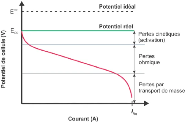 Figure 2.6 : Une courbe typique de puissance d'une pile à combustible indiquant les principales  sources de pertes de potentiel (adapté à partir de [4,6]).