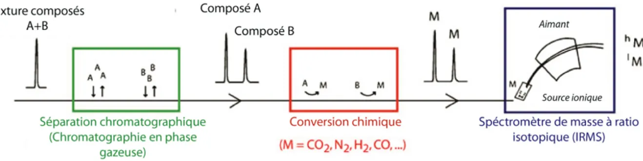 Figure 1.3 : Principe de l’analyse isotopique en flux continu sur composés spécifiques, modifiée de Elsner et  al