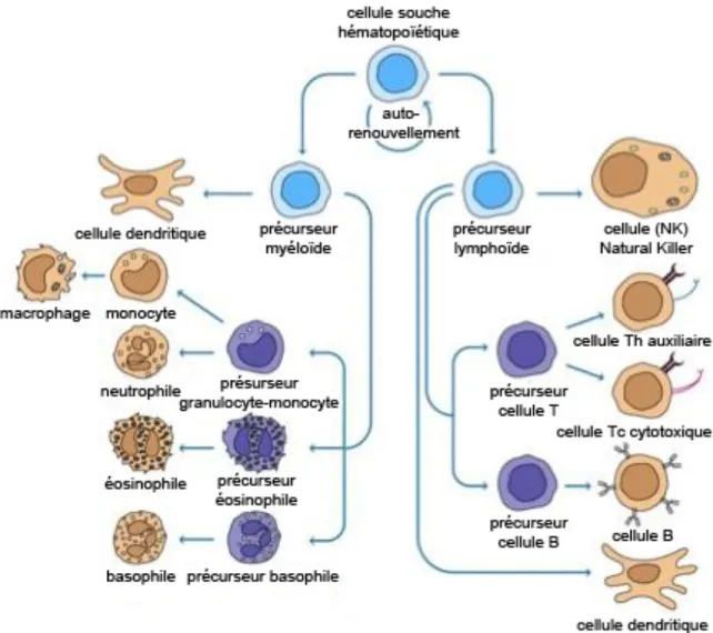 Figure 1.1  Les cellules du système immunitaire. Les différents sous-types de cellules  immunitaires sont classés dans deux lignées distinctes, soient myéloïde et lymphoïde, qui  proviennent d’une cellule souche hématopoïétique (Kindt et al., 2007)