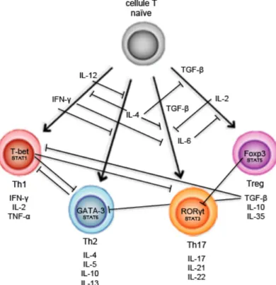 Figure 1.3  La  différenciation  d’une  cellule  T  procède  dans  une  voie  distincte  déterminée  par  les  cytokines  qui  sont  produites  par  les  CPA  lors  de  l’activation  de  la  cellule  T  naïve,  ce  qui  permet  d’exprimer  les  facteurs  d