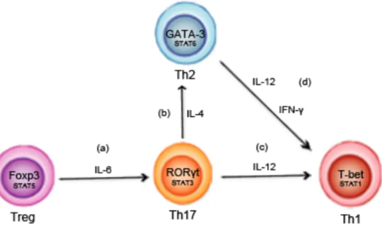 Figure 1.4  Le  milieu  de  cytokines  contrôle  la  plasticité  des  cellules  T  CD4 + 