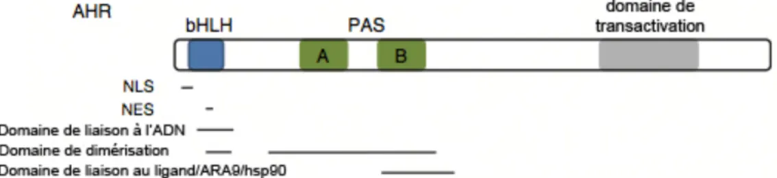 Figure 2.1  Les  domaines  protéiques  retrouvés  dans  l’AhR.  La  séquence  de  localisation  nucléaire  (NLS)  et  la  séquence  d’exportation  nucléaire  (NES)  se  retrouvent  à  l’intérieur  de  la  région  hélice-boucle-hélice  simple  (bHLH)