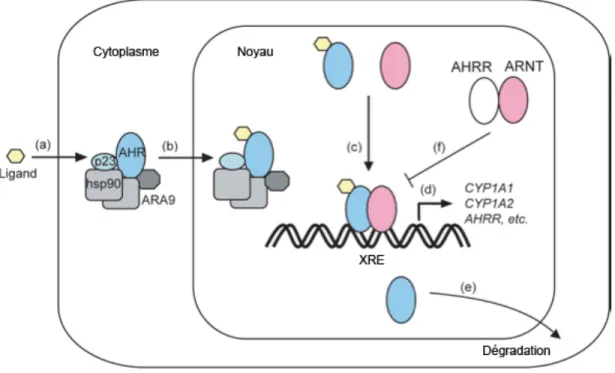 Figure 2.2  Transduction du signal d’AhR activé par un ligand. (a) Un ligand diffuse à  l’intérieur de la cellule et lie le complexe cytosolique d’AhR
