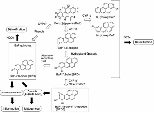 Figure 3.2  Détoxification  et  activation  métabolique  du  BaP.  BaP  est  métabolisé  par  des enzymes de la famille des cytochromes P450, l’hydrolase d’époxyde, le keto-réductase  1C1, NQO1 et des enzymes de la phase II, comme les GSTs