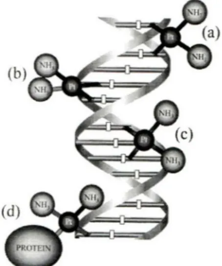 Figure 1.  Liens formés dans  l'  ADN par le cisplatin 
