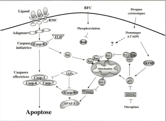 Figure 2.  Schéma des principales voies menant à l'apoptose 