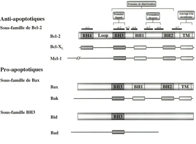 Figure 3.  Domaines des protéines de la famille Bcl-2 