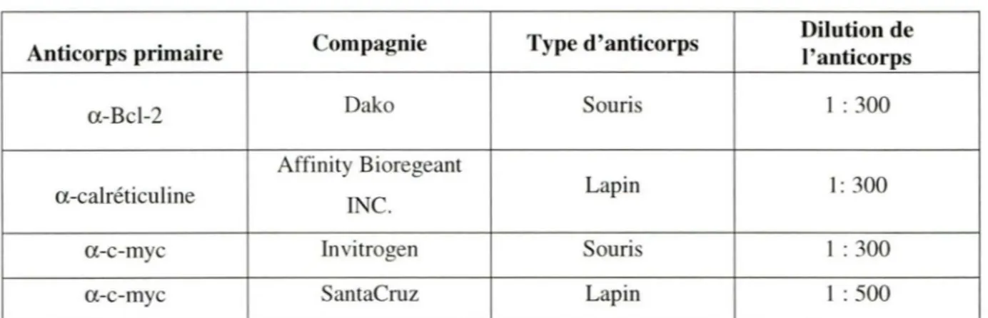 Tableau 4.  Anticorps  primaires  et  secondaires*  employés  pour  les  immuno- immuno-fluorescences