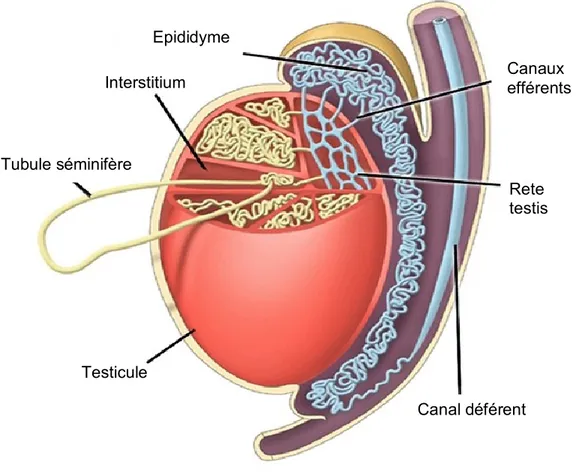 Figure  1 :  Testicule  et  épididyme.  L’épididyme  est  accolé  au  testicule,  sur  sa  partie  dorso- dorso-latérale, et relié à lui par les canaux efférents