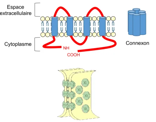Figure  6.  La  jonction  lacunaire.  Les  connexines  sont  des  protéines  transmembranaires  qui  s’assemblent par 6 pour former un connexon