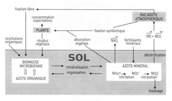 Figure 2  Cycle de l’azote (tiré de Morot-Gaudry, 1997). 