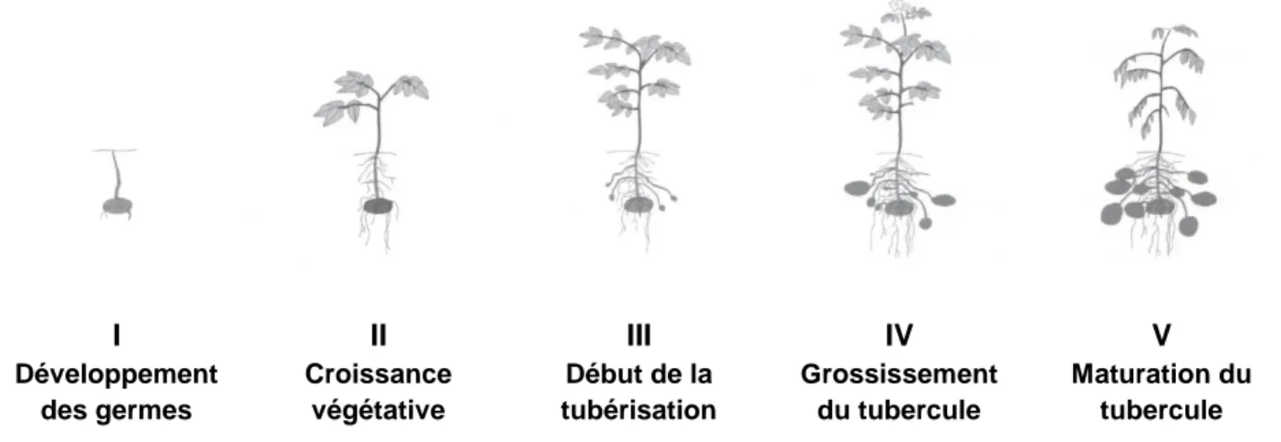 Figure 3  Stades de croissance des plants de pomme de terre (modifié de Miller et al., 2008)