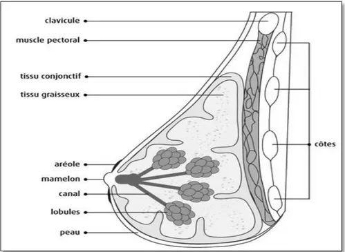 Figure  3.  Schéma  représentant  l’anatomie  de  la  glande  mammaire.  Tiré  de  (Société  canadienne  du  cancer, 2014)