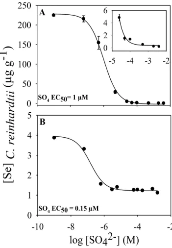 Figure  2.4 :  Concentrations  de  Se  chez    Chlamydomonas  reinhardtii  (µg  g -1   PS;  ±  ET)  exposé  au  séléniate  (panneau  A)  et  au  sélénite  (panneau B) pendant 12 heures à une concentration de Se dissous de 63  nM, en fonction des  concentra