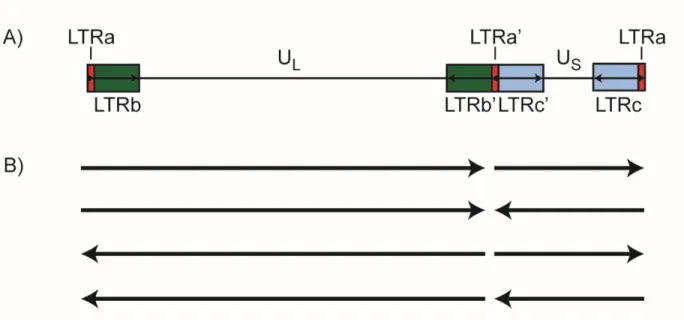 Figure 1.2   Structure  du  génome  viral  :  A)  Les  séquences  uniques  du  VHS-1  sont  regroupées  en  une  région longue (UL) et en une région courte (US), flanquées de région répétées