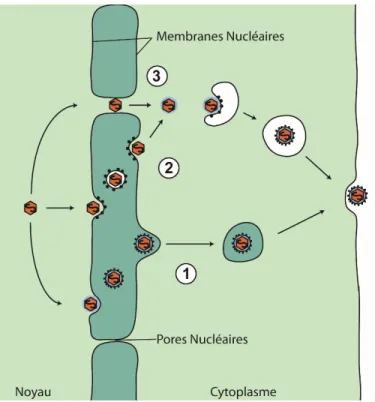 Figure 1.4   Modèles de sortie cellulaire : Trois modèles existent pour expliquer la sortie du virion de la 