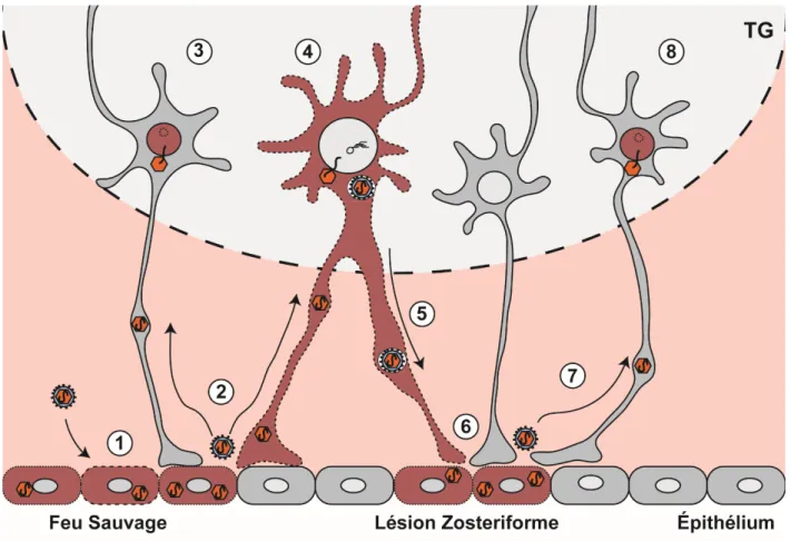 Figure 1.6  Infection primaire in vivo : Le virus infecte d’abord les cellules épithéliales des muqueuses,  où le virus se réplique, causant la mort cellulaire et une lésion cutanée appelée le feu sauvage  (1)